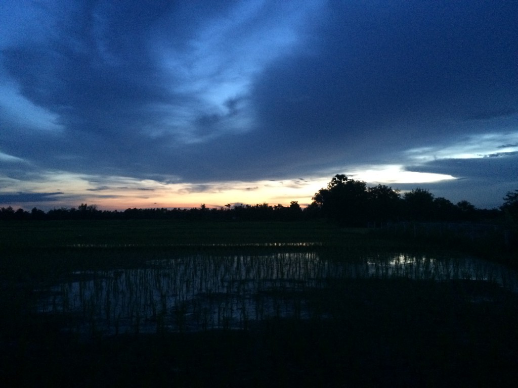 Night falling over the rice fields