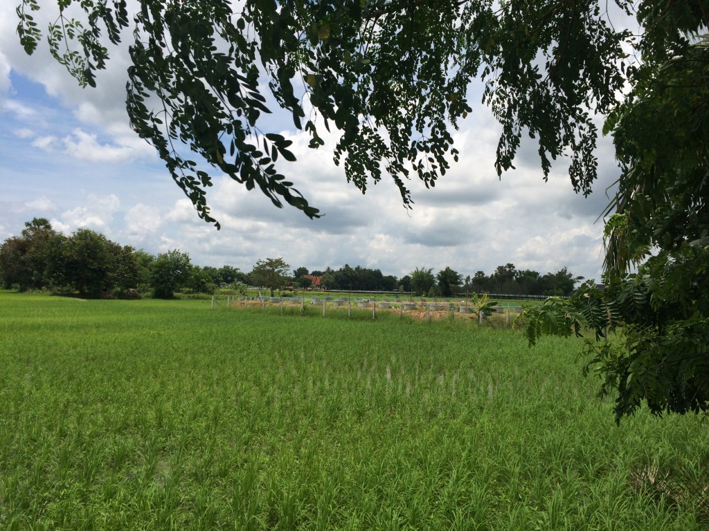 Day time at the rice fields