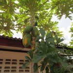 Papaya in tree