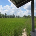 Our rice fields