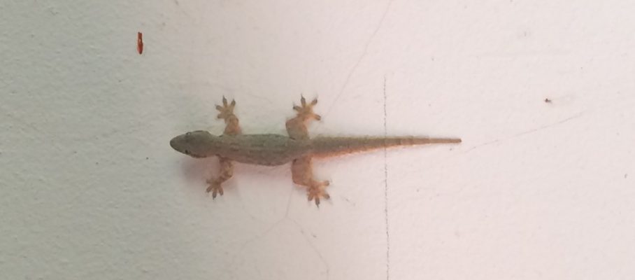 Gecko on the wall