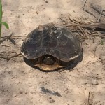 Tortoise at own land