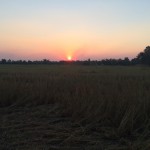 Sunset over the rice fields