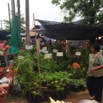 Tree market