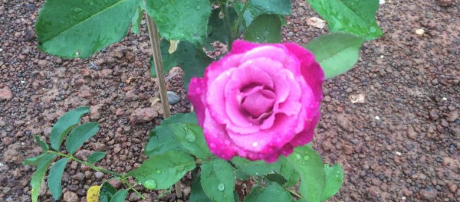 One of the roses