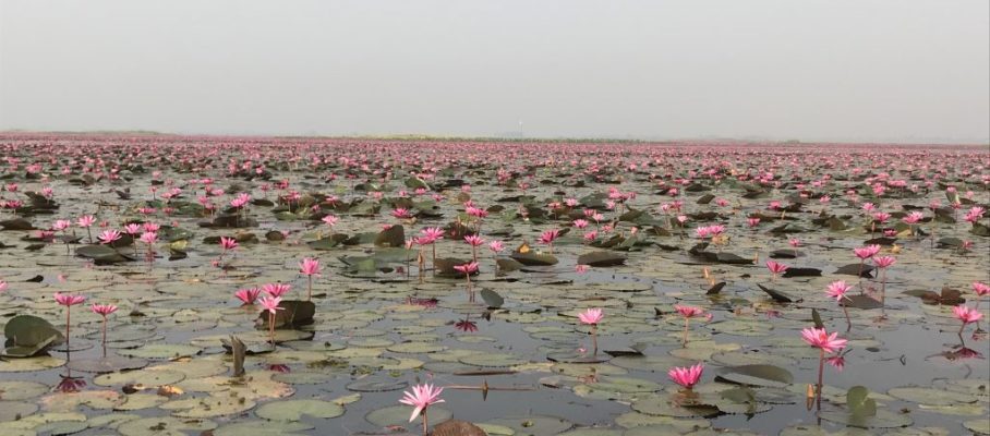 The Lotus Lake