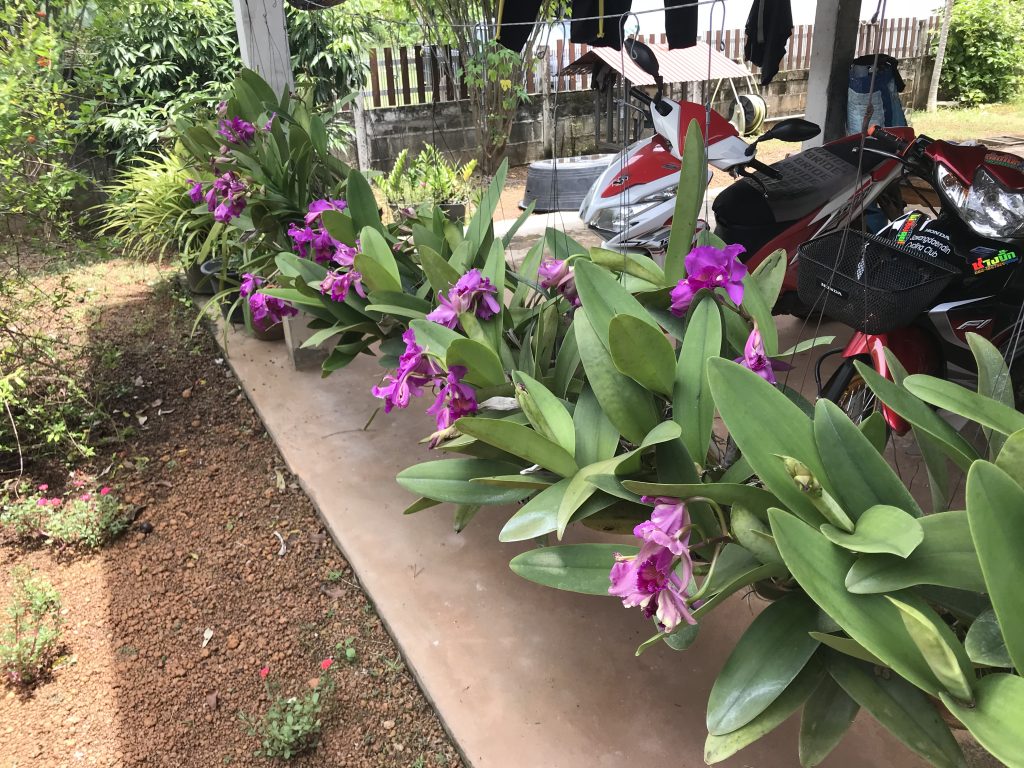 Orchids behind