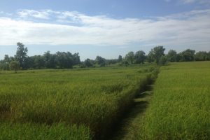 Rice field Siripron