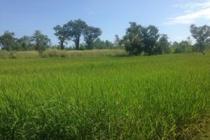 Rice field Siripron (2)