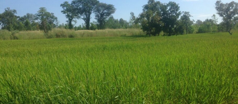 Rice field Siripron (2)