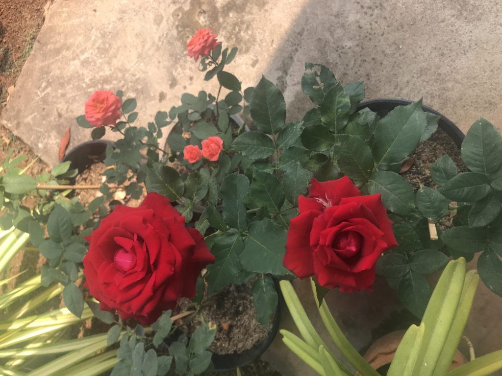 New roses 2