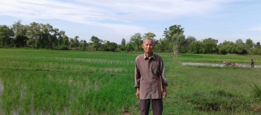 Papa on rice field