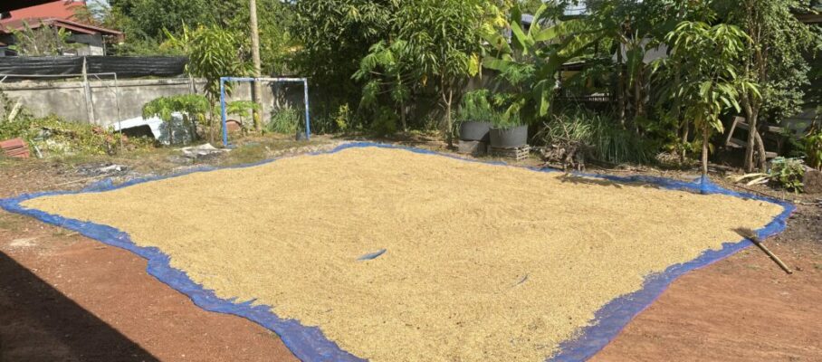 Drying rice