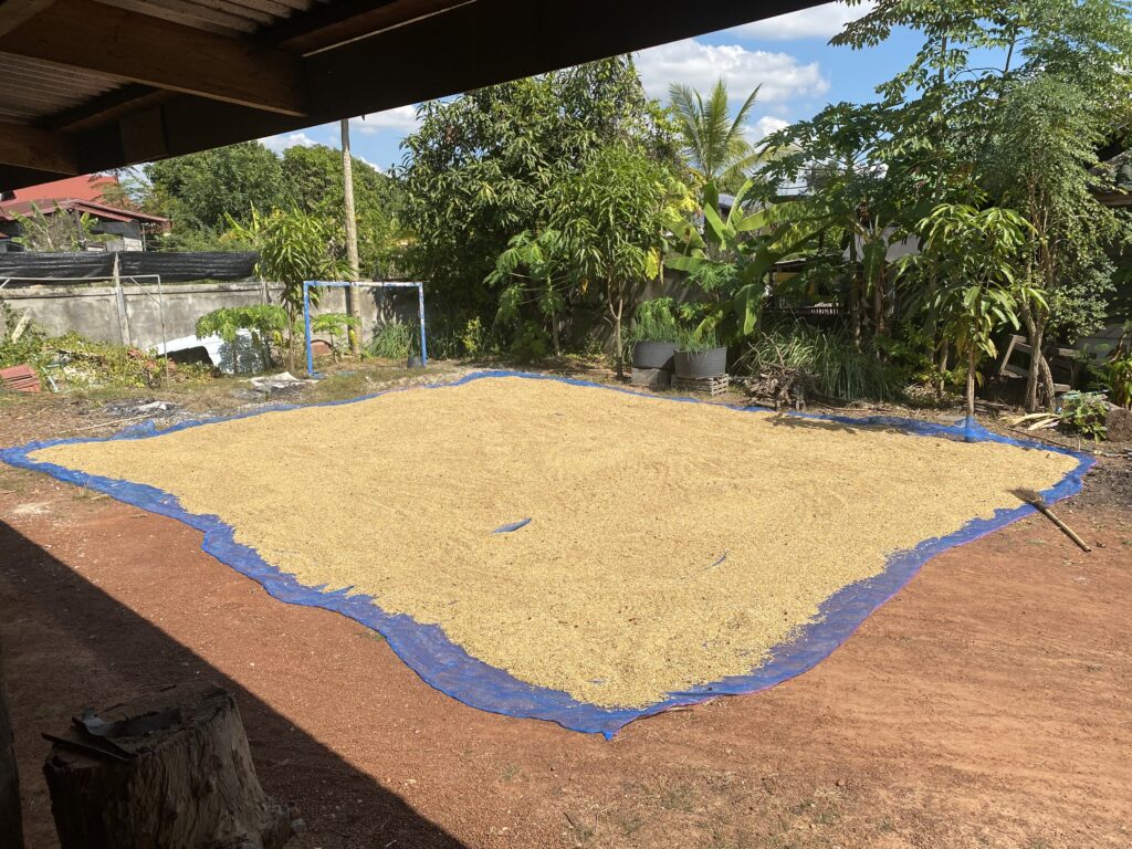 Drying rice