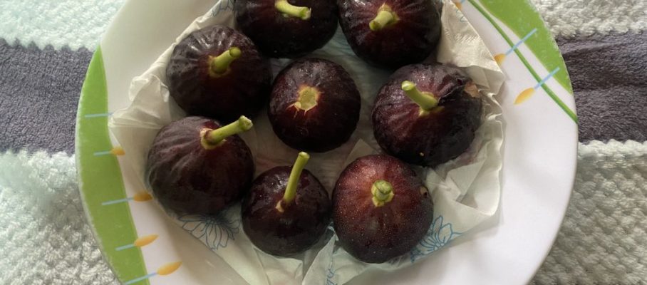 Figs from own garden