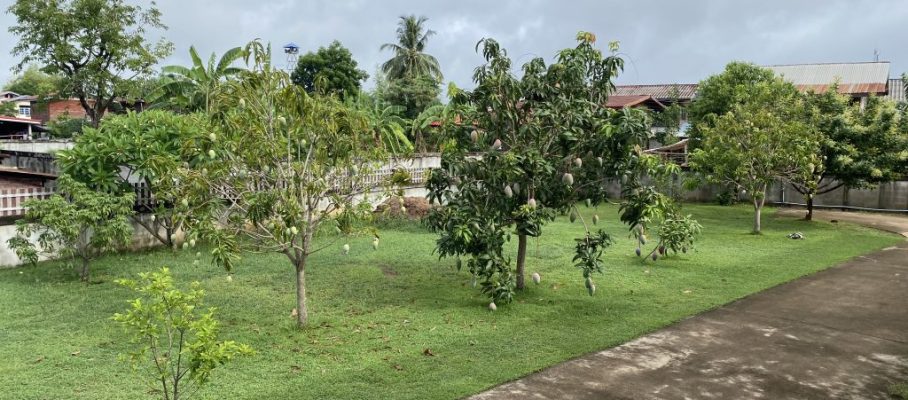 Mango trees