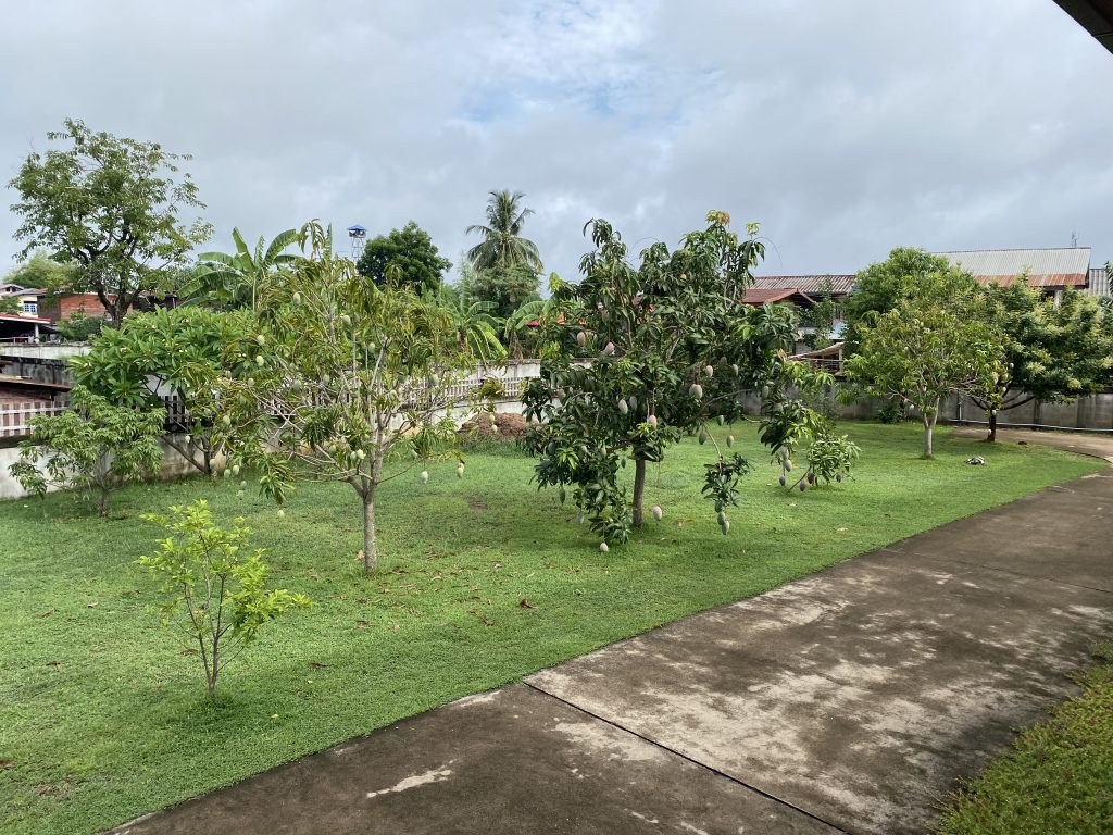 Mango trees