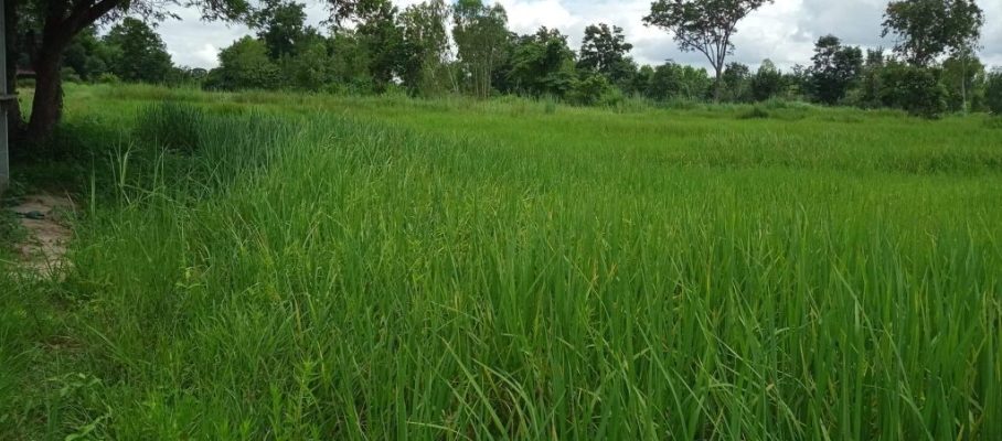 Rice field oke