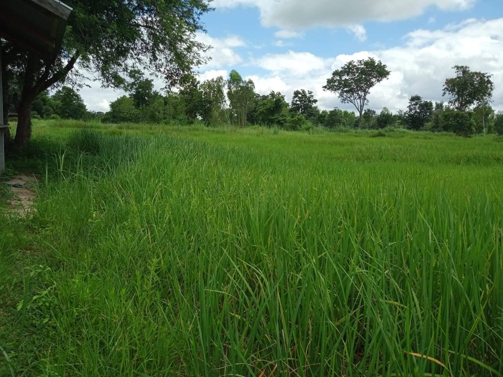 Rice field oke