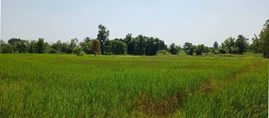 Rice filed