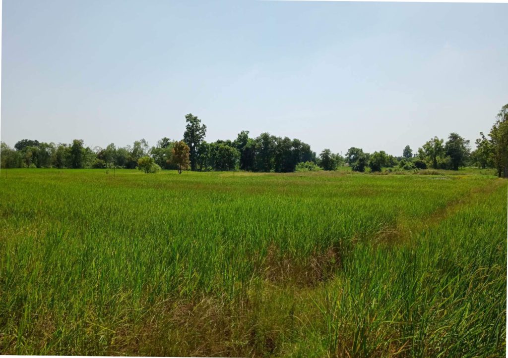 Rice filed