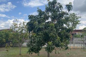 Mango trees