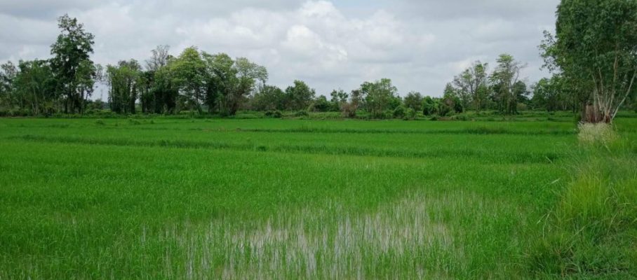 Rice field Siripron
