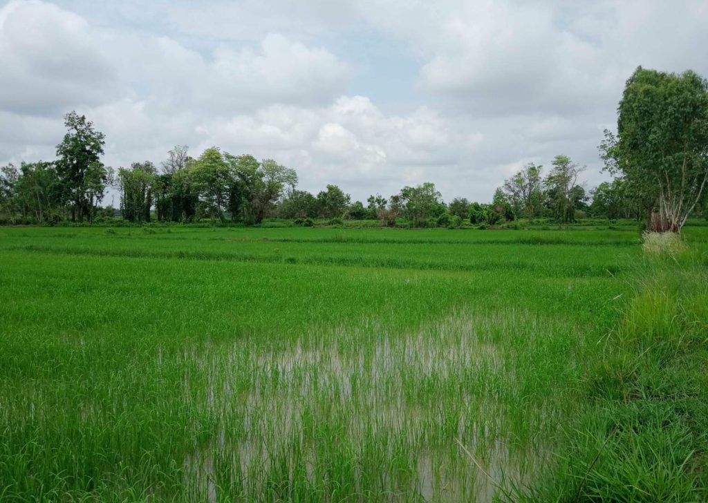 Rice field Siripron