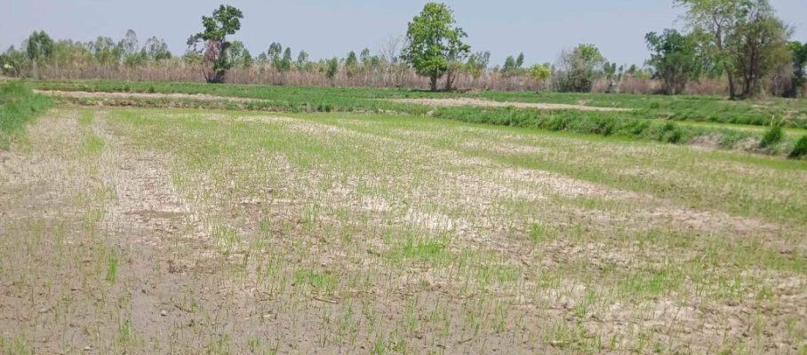 Rice field
