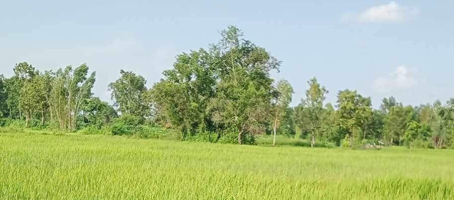 Rice field Siripron