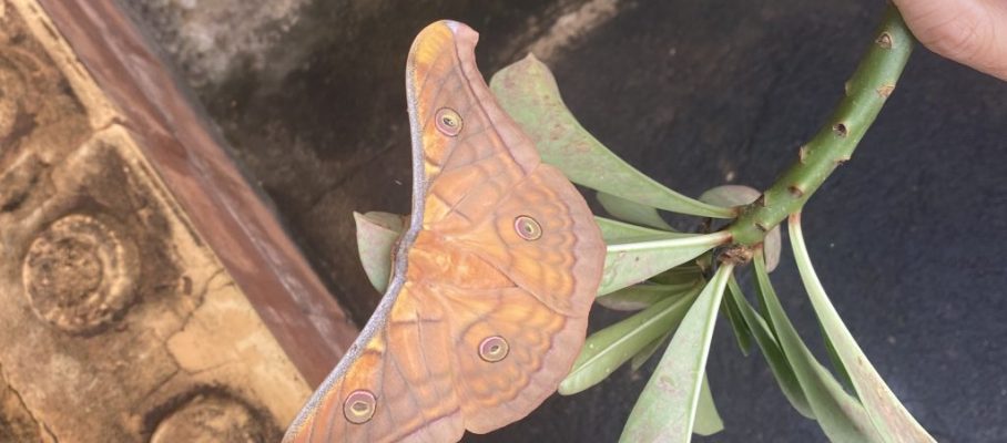 Butterfly