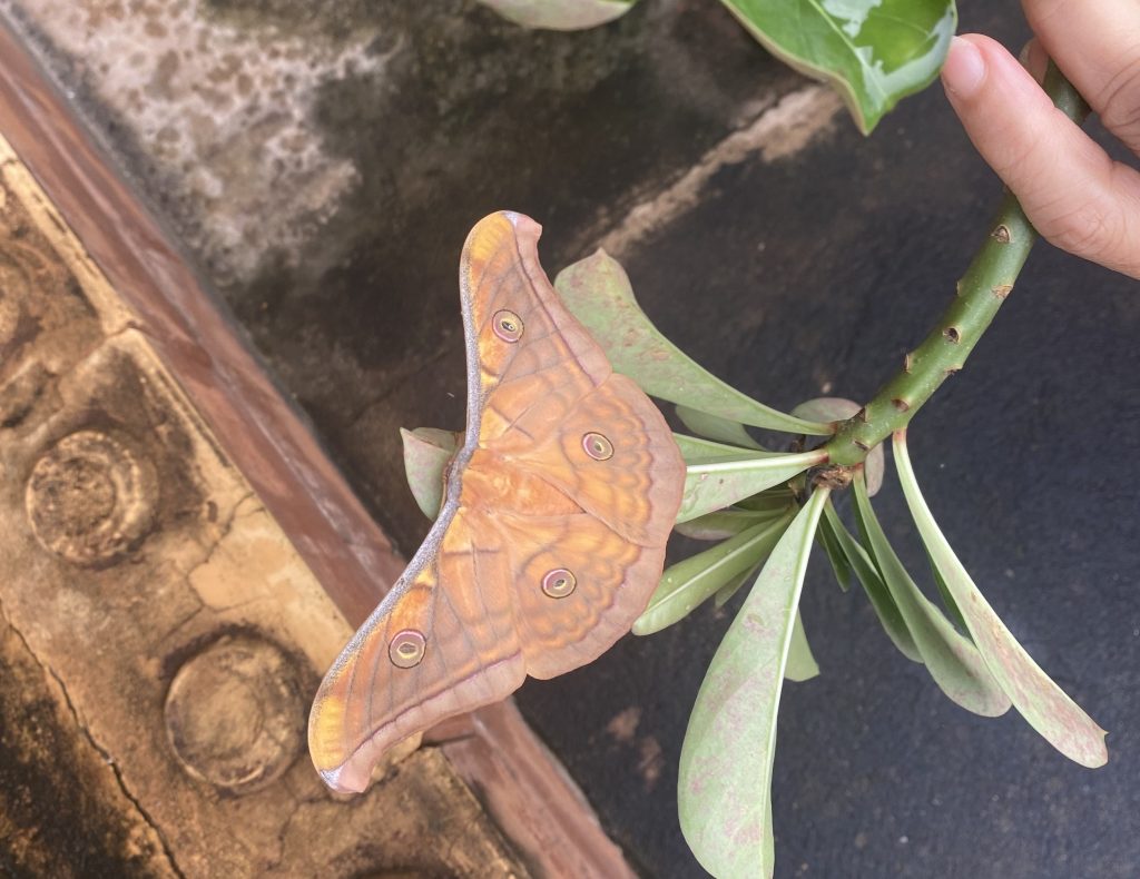 Butterfly