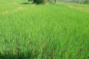 Rice on Rice field
