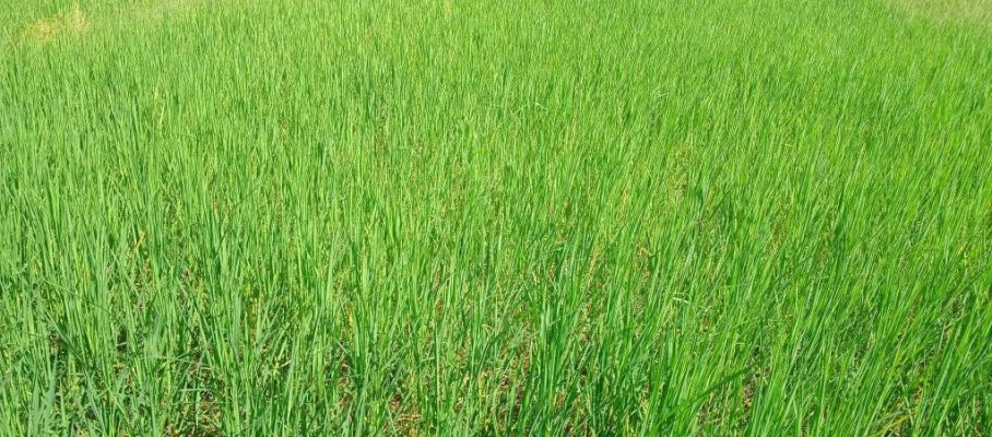 Rice on Rice field