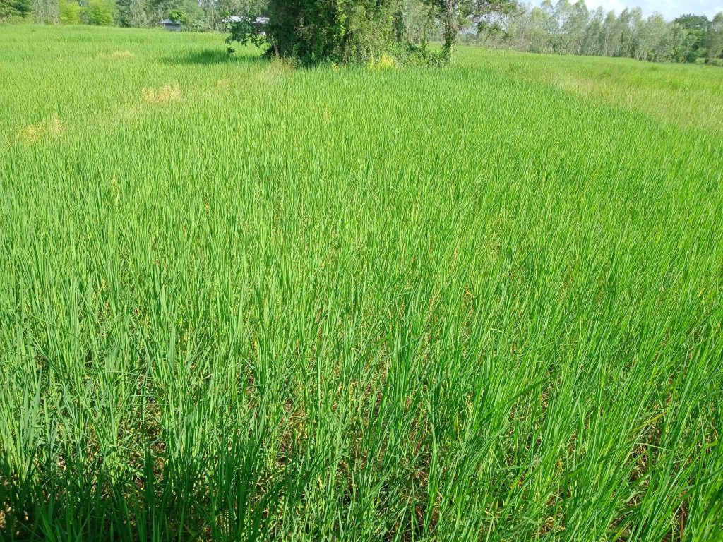 Rice on Rice field