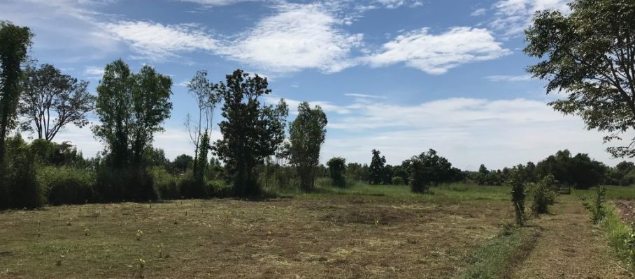 Trees on Rice field