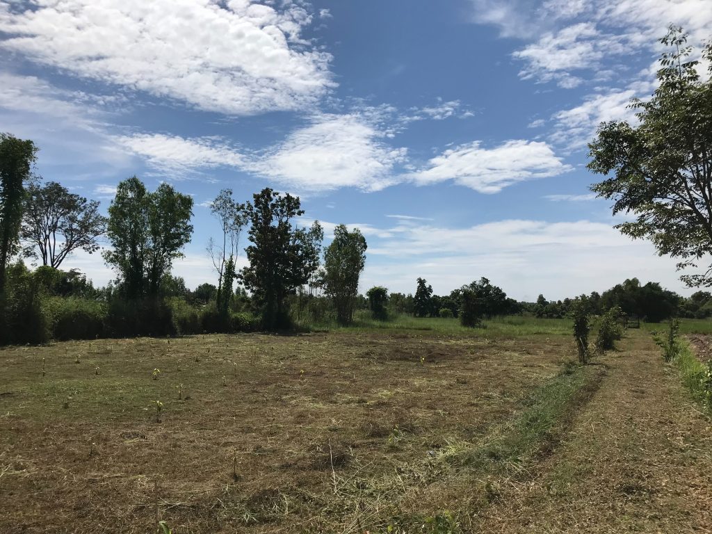 Trees on Rice field