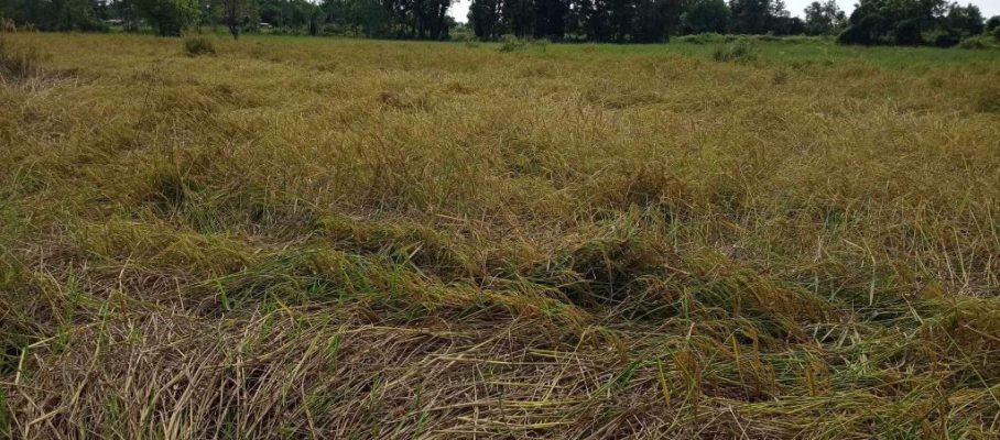 Fall down rice plants