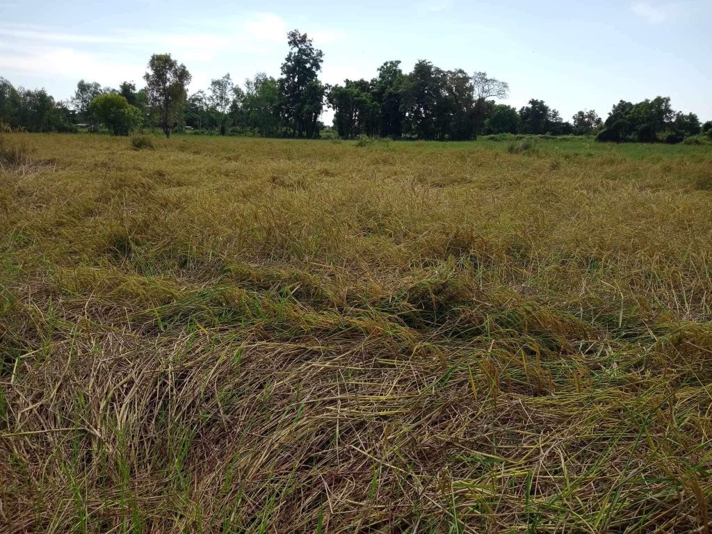 Fall down rice plants