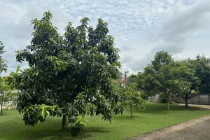 Empty mango trees
