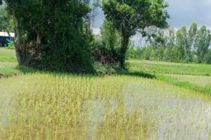 Rice field