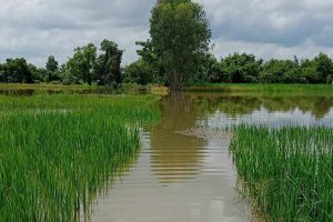 Rice field Siripron