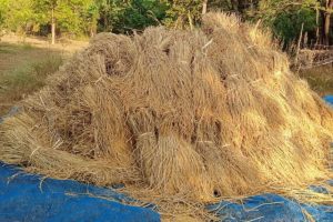 Ready for threshing