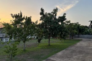 Mango trees