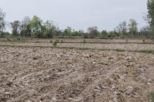Rice field status